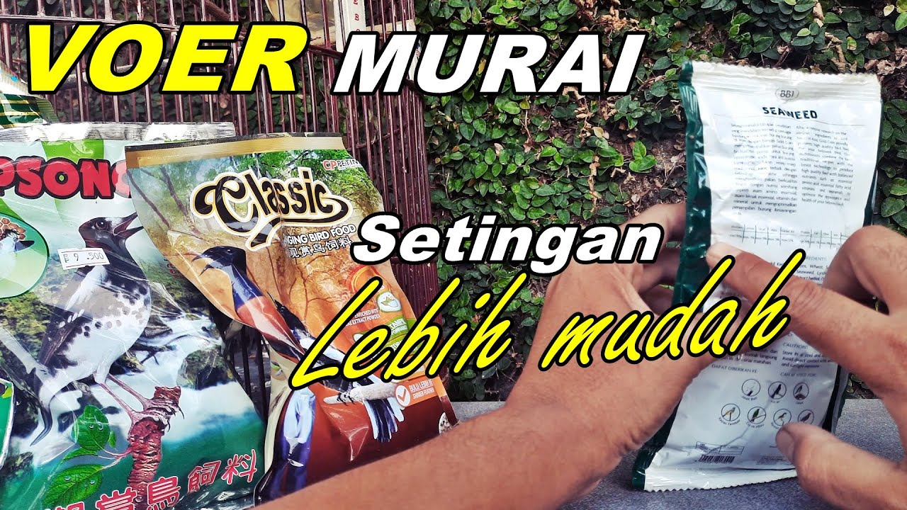 rekomendasi VOER MURAI BATU untuk burung lomba