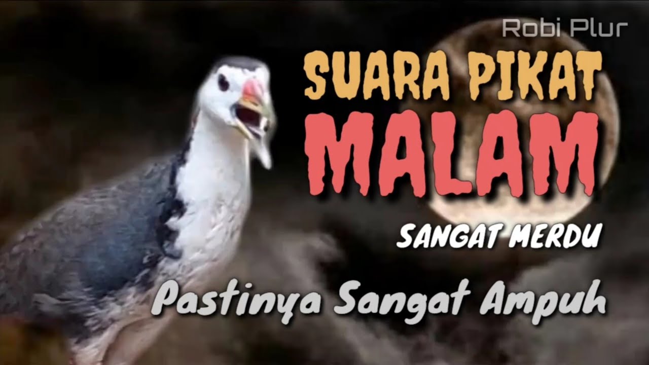 🔴 Suara ruak ruak pikat sangat merdu suara terampuh malam hari cintanya pasti datang #pikatrobiplur
