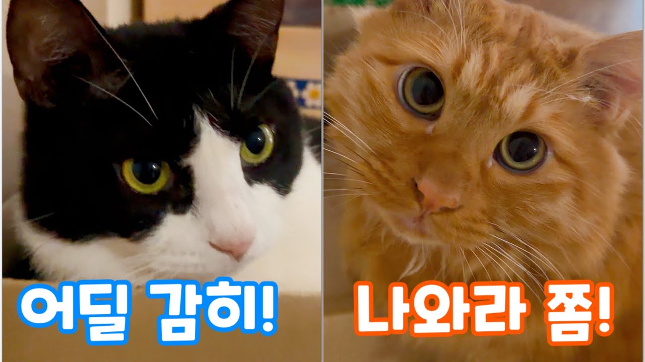 상자를 두고 지키려는 고양이와 뺏으려는 고양이 결말은? #고양이 #고양이일상 #길냥이구조 #cat 