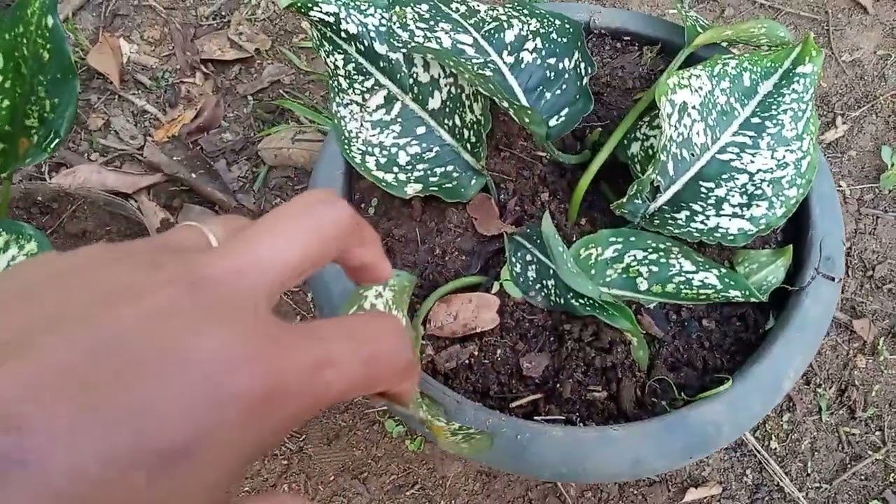 Aglaonemas maravilhosas/Dicas