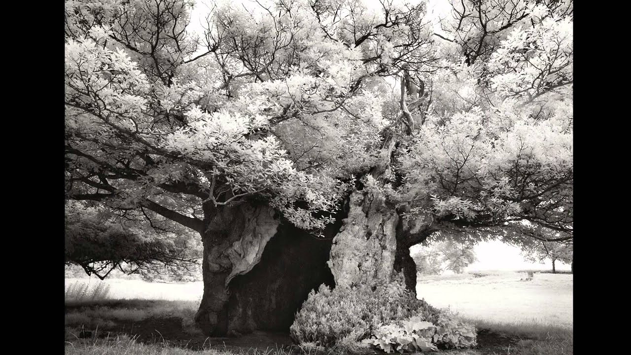 Beth Moon