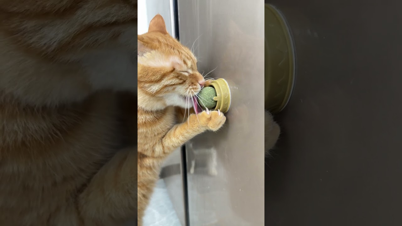 Kh&aacute;m ph&aacute; m&oacute;n đồ chơi l&agrave;m m&egrave;o của bạn m&ecirc; mẩn cả ng&agrave;y! #notapetvn #fyp #pet #cat #dog #cute