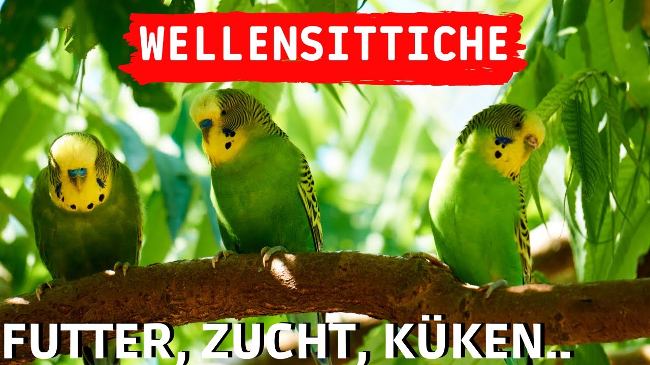 Wellensittiche Tipps - Wellensittiche Futter, Zucht & Küken - Wellensittiche halten, Welli Aufnahmen