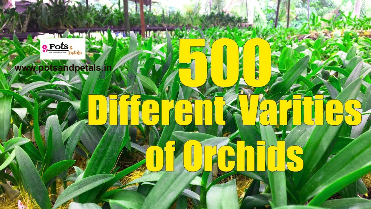 Dendrobiums New Collections | Buy Orchids Online from www.potsandpetals.in
