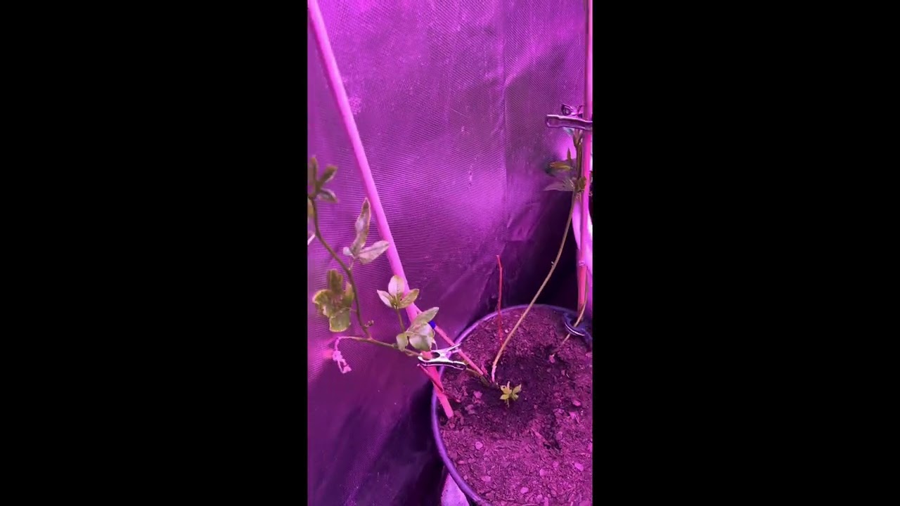 Seedlings Update | Hydroponics | Aphids | Mealybugs | White Flies | R.i.p Guava plant | 