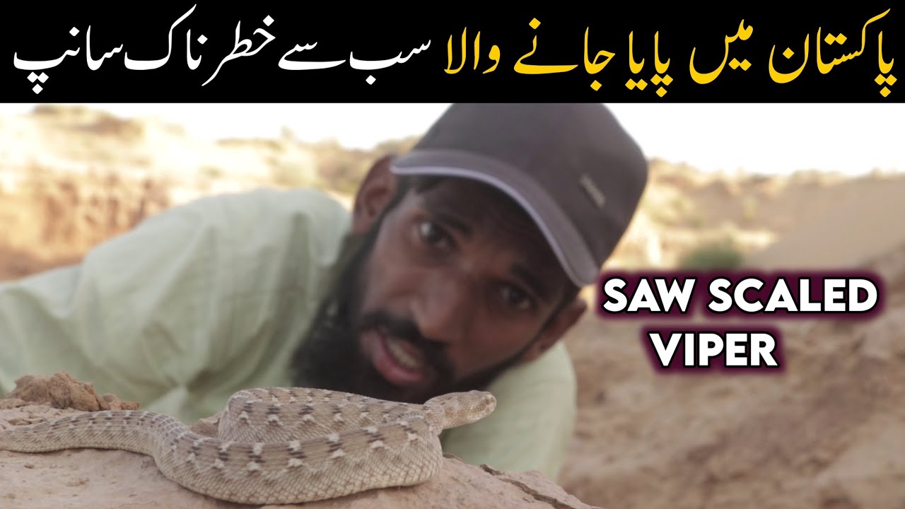 Saw scaled viper documentary - Asian Sidewinder snake 
