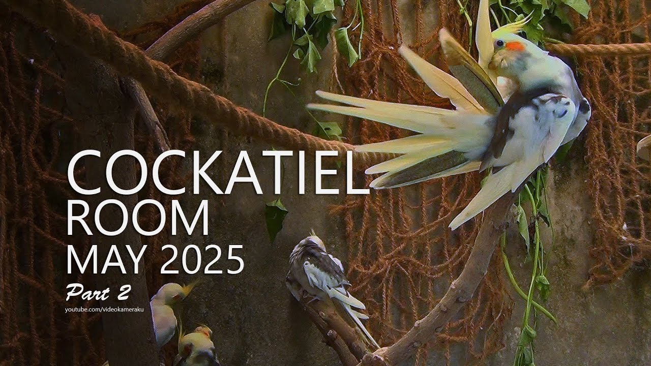 Cockatiel Room: May 2025 - Part 2
