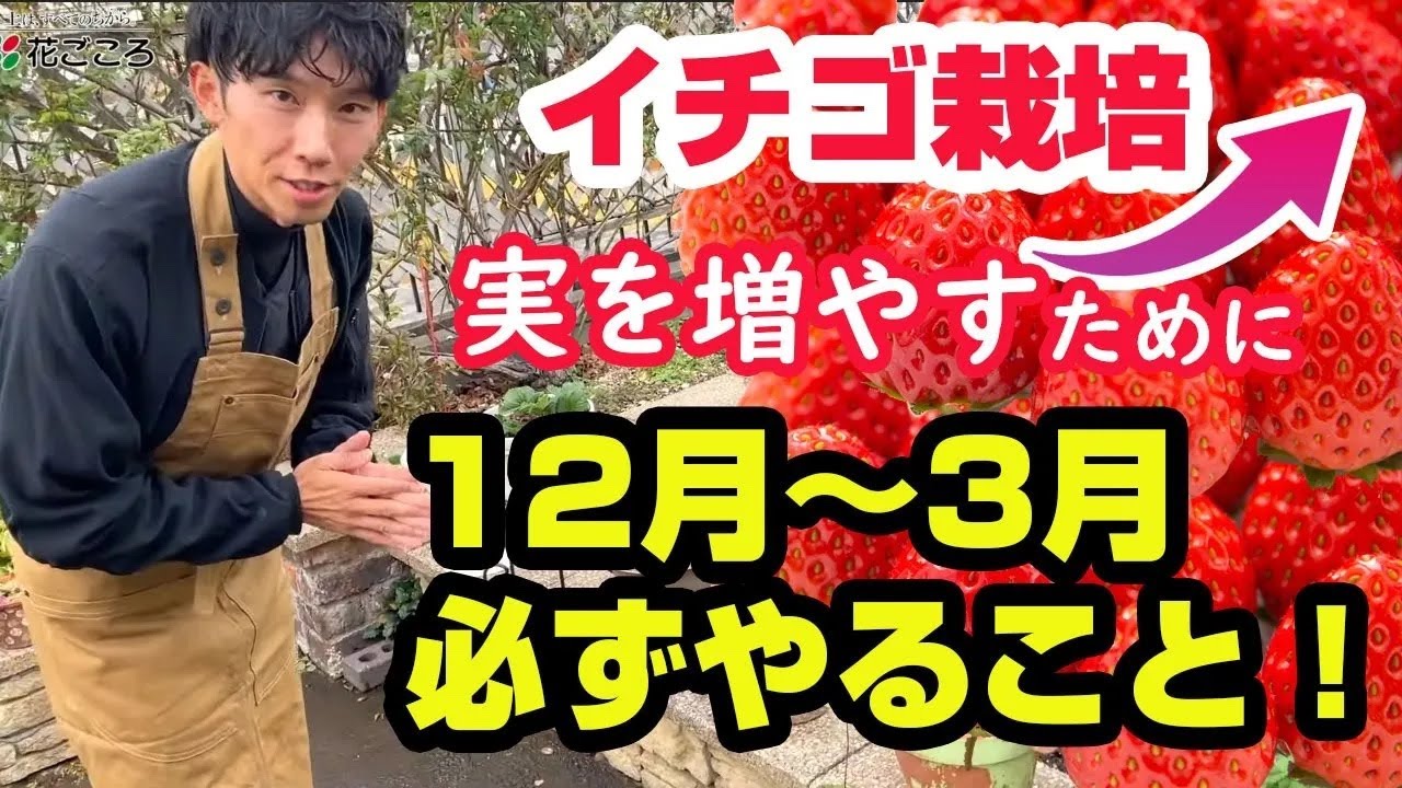 ③【秋冬で9割決まる！】絶対やって！春に向けたイチゴ管理４選