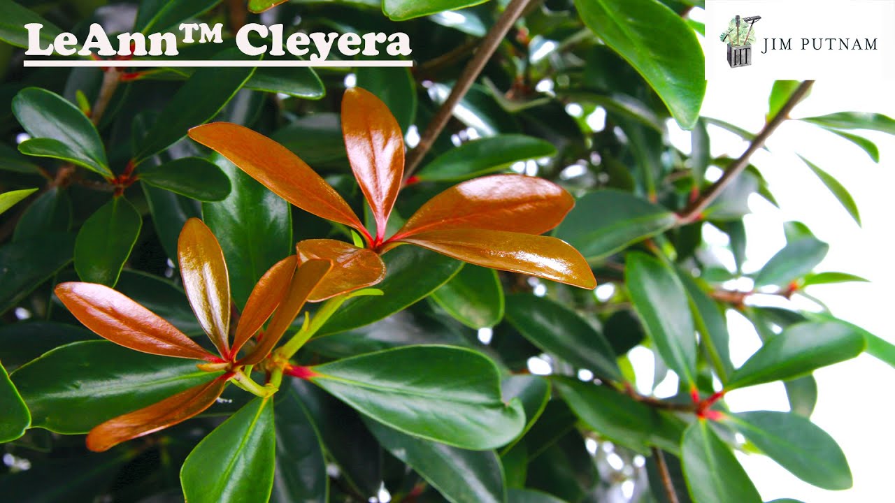 Planted 5 LeAnn&trade; Cleyera - Low Maintenance Evergreen