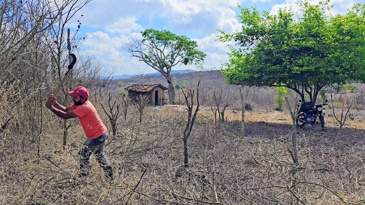Brocando um roçado pra fazer plantações na paraiba 