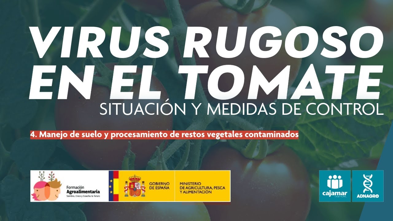 'Virus rugoso del tomate: Situación y Medidas de Control': Suelo y Procesamiento de Restos Vegetales