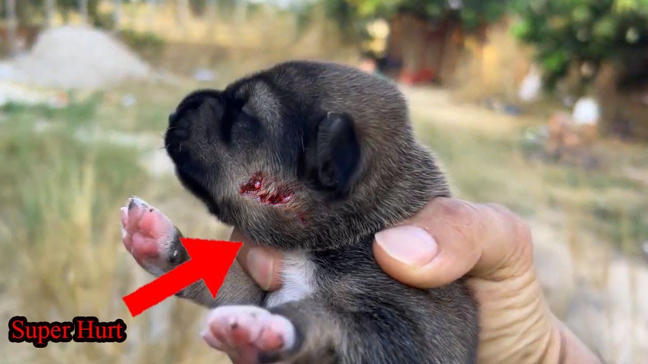 Poor Mother Dogs Found Her Stray Puppy in Difficulty, Feed My Dogs Delicious food