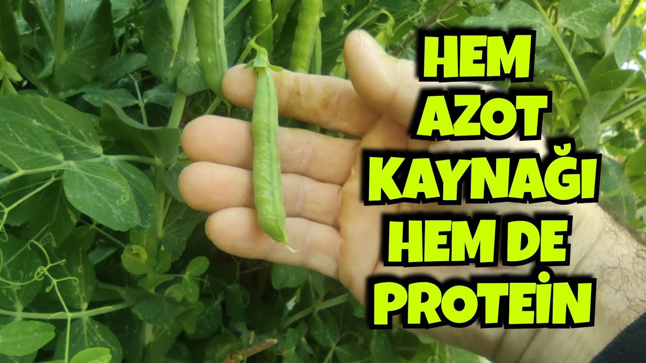 Hem Azot Kaynağı Hem Protein