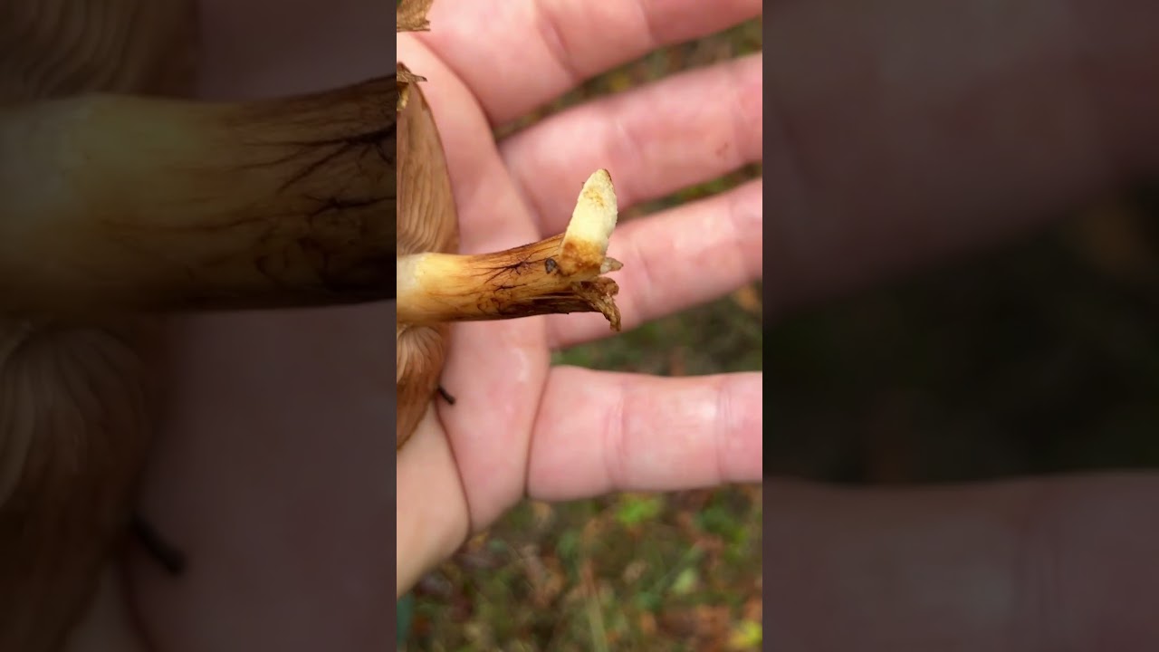 Funghi del genere Cortinarius e del genere Pholiota - sporata ocra - Giacomo Jack Ispettore Micologo