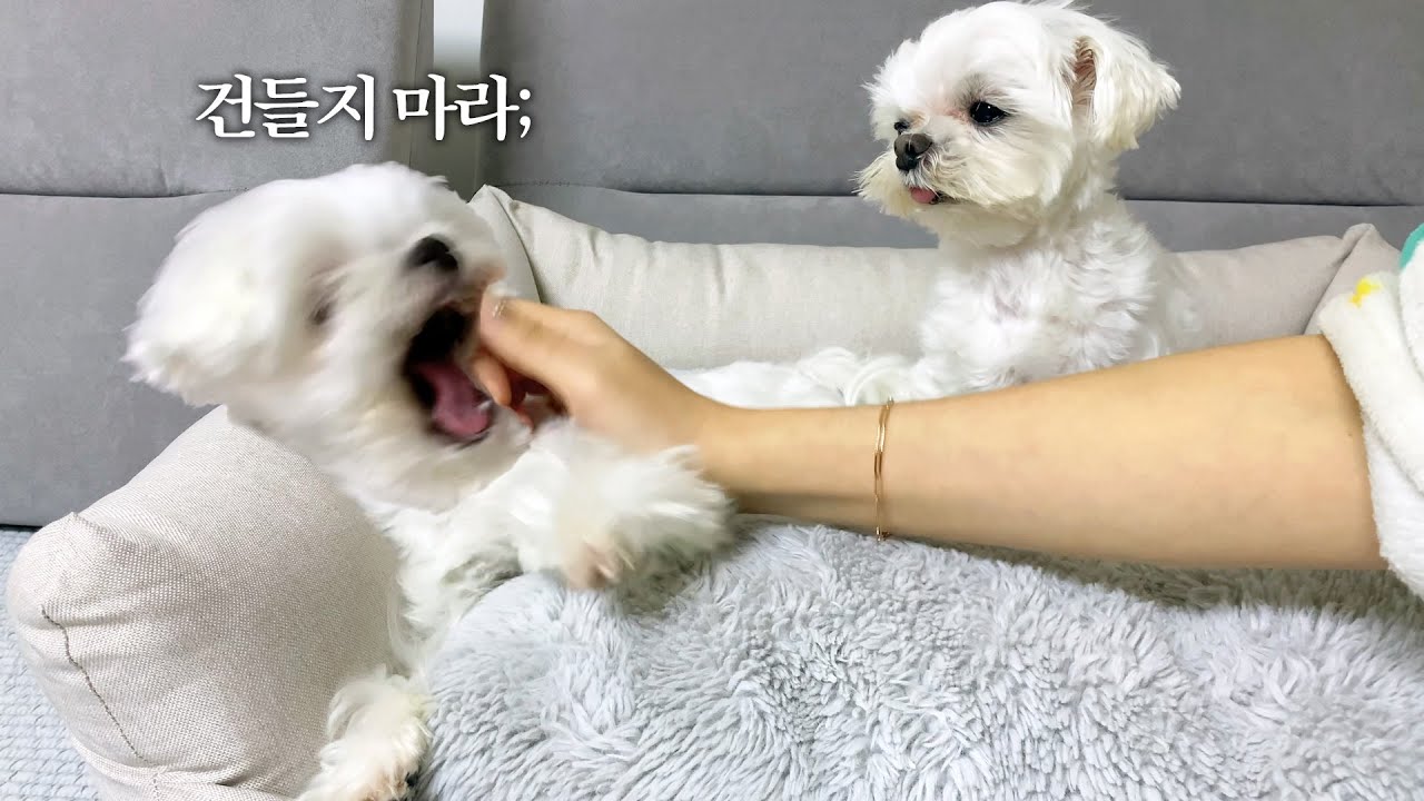 말티즈 성격테스트^^