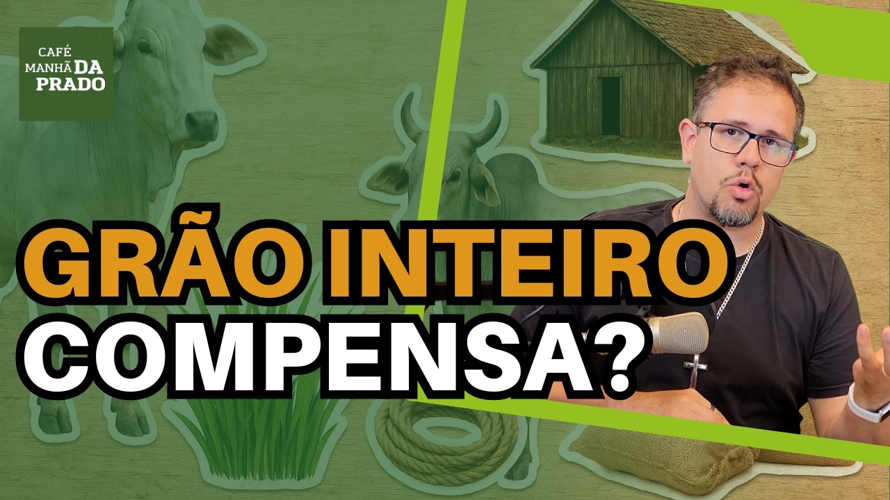 CONFINAMENTO DE GRÃO INTEIRO: quando usar, riscos e como ter LUCRO de verdade