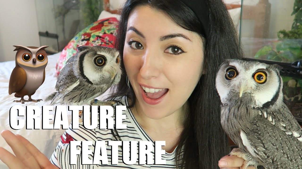 White Faced Scops Owl | Transforming Owl | Creature Feature