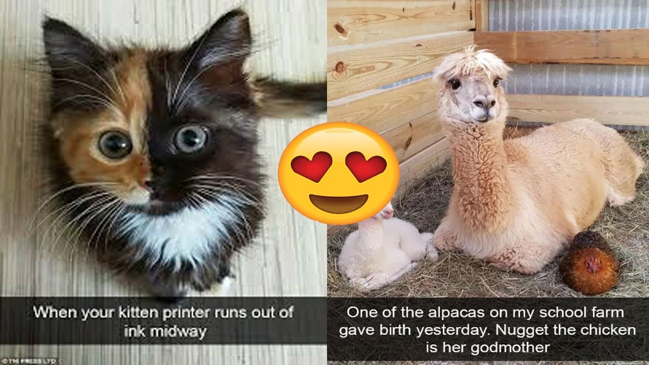 The Funniest Animal pictures Snapchats