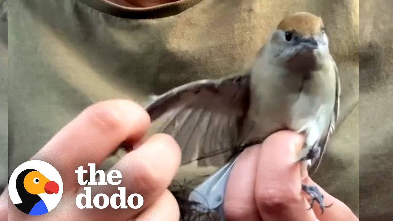 Женщина спасла сотни птиц от незаконной охоты | The Dodo