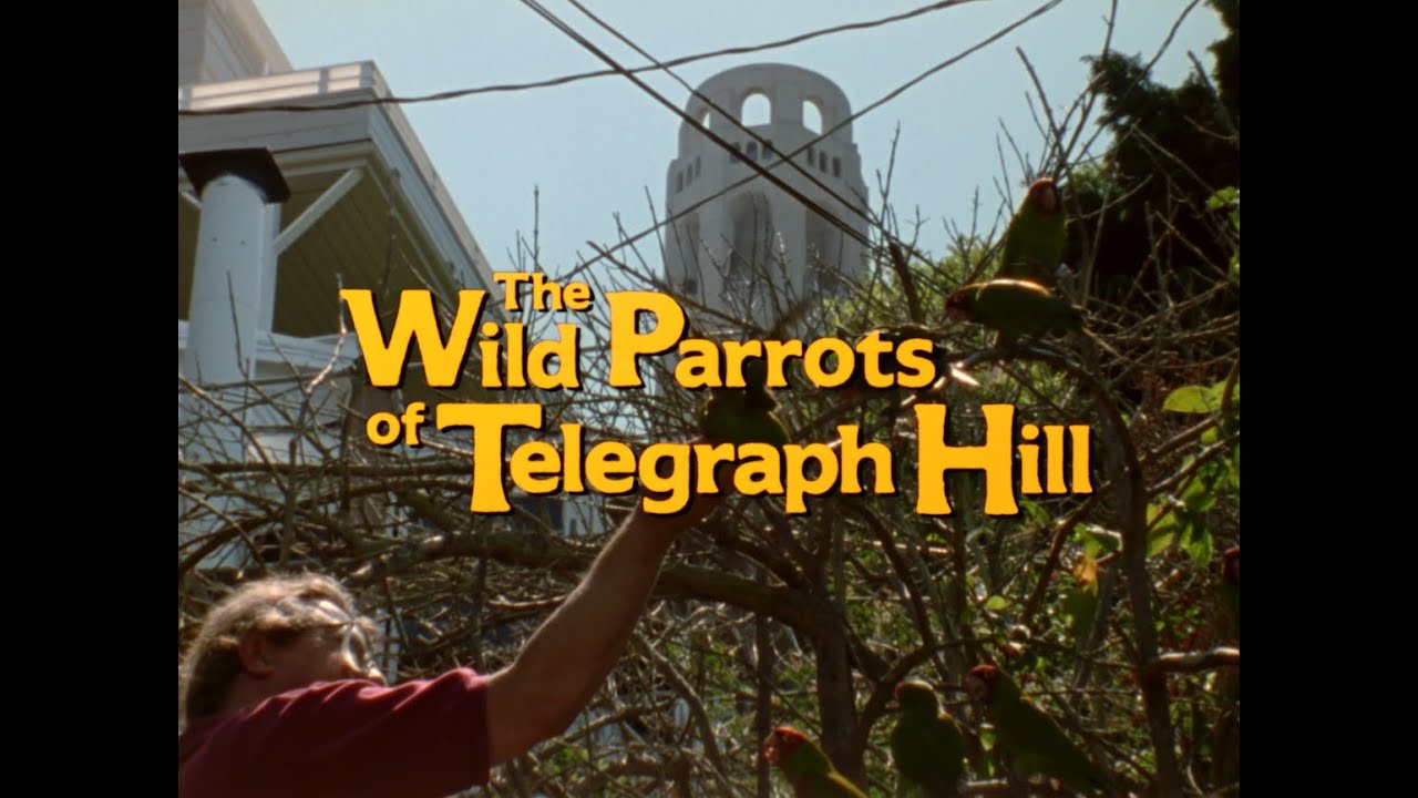 The New 2023 "Wild Parrots of Telegraph Hill" Trailer