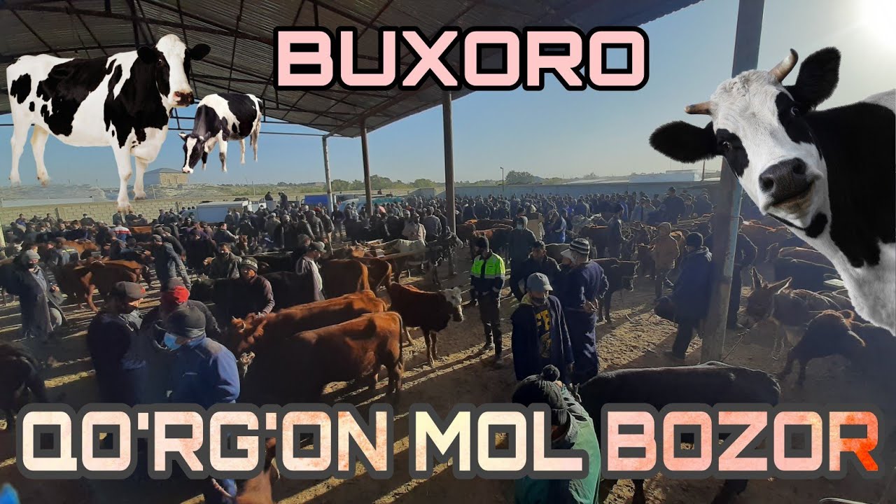 BUXORO ROMETAN QO'RG'ON MOL BOZOR. БУХОРО РОМИТАН КУРГОН МОЛ БОЗОР. 5 ноября 2020 г.