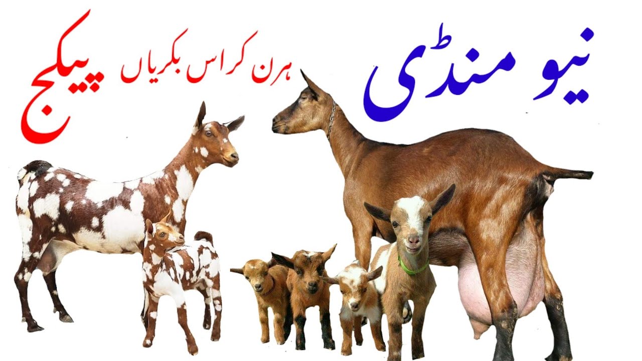 Teddy bakriyon Ki Mandi Jyada dudh Dene Wali bakriyan 03037003864 Teddy Goat Mandi 3 November 2022