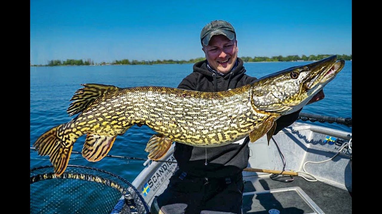 Kurbeln für das Müritz Monster - Hechte angeln im Freiwasser
