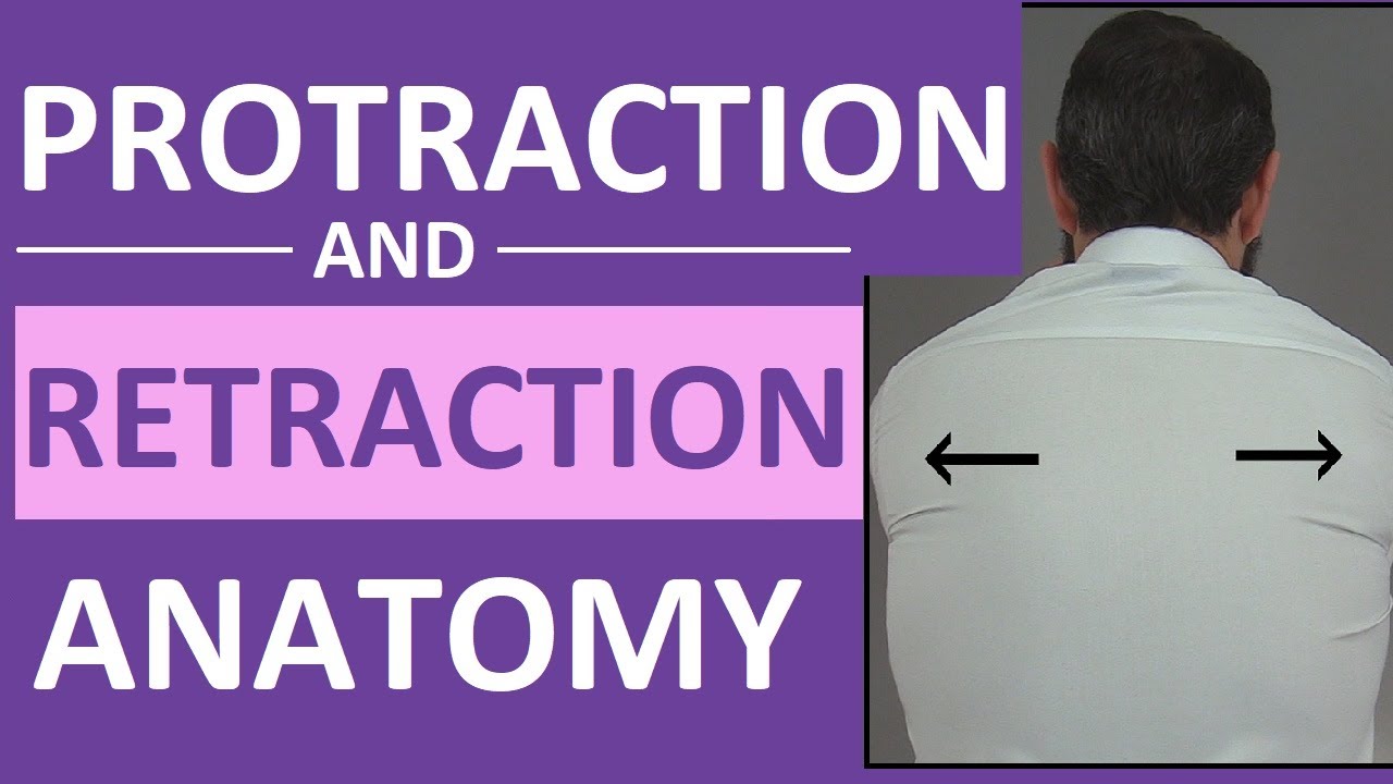 Protraction vs Retraction of the Scapula, Shoulders | Anatomy Body Movement Terms