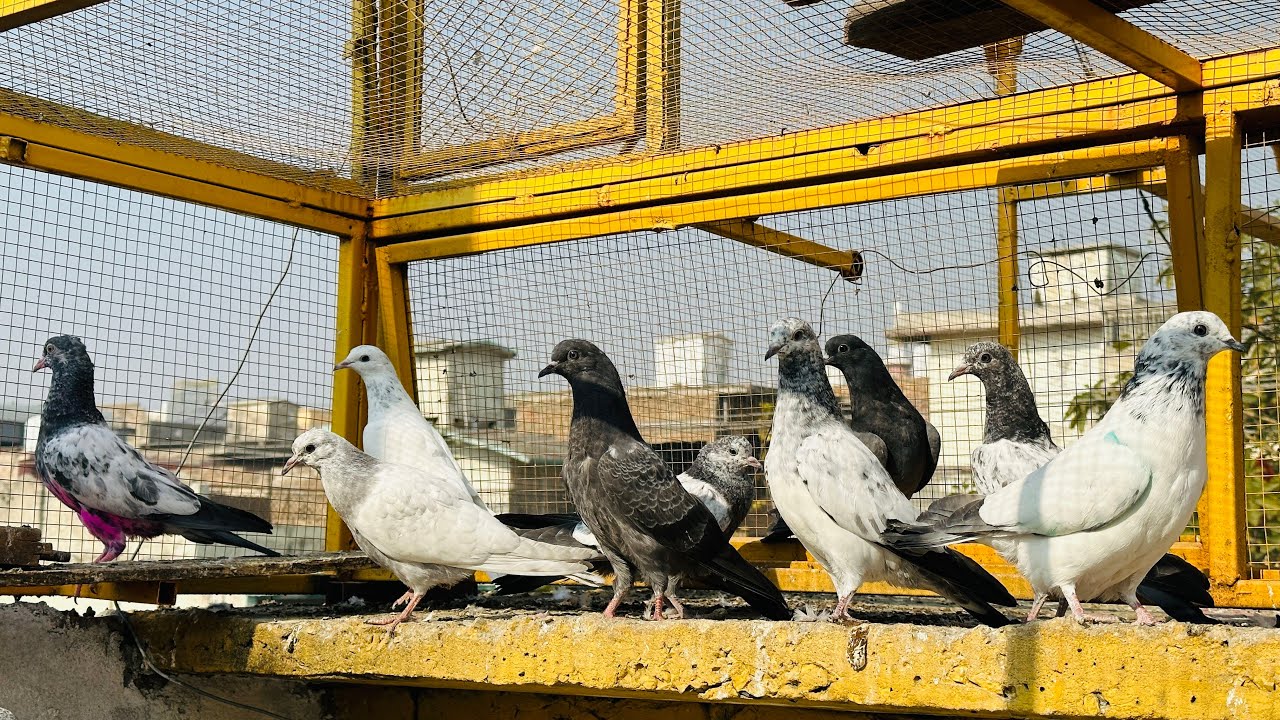 Gifts aye huy bacho ko band k bhr nikal dia 🥰 | Dar pigeons club |