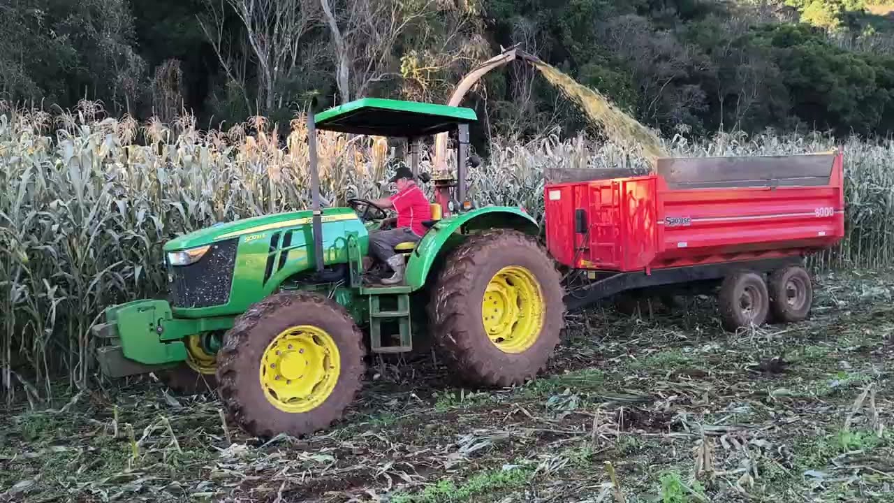 Fazendo silagem no milho que pegou geada.