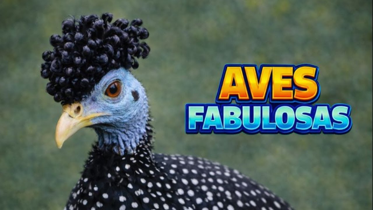 Aves Fabulosas: Seres que N&atilde;o Precisam de Exagero para Serem Extraordin&aacute;rios 🪶