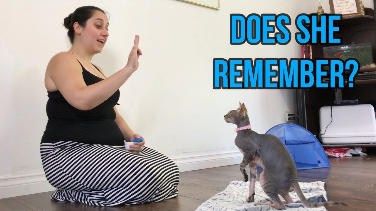 Does Rue remember her clicker training?
