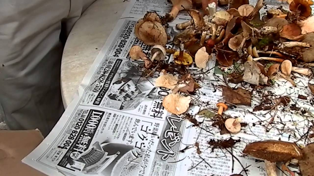 きのこ　選別