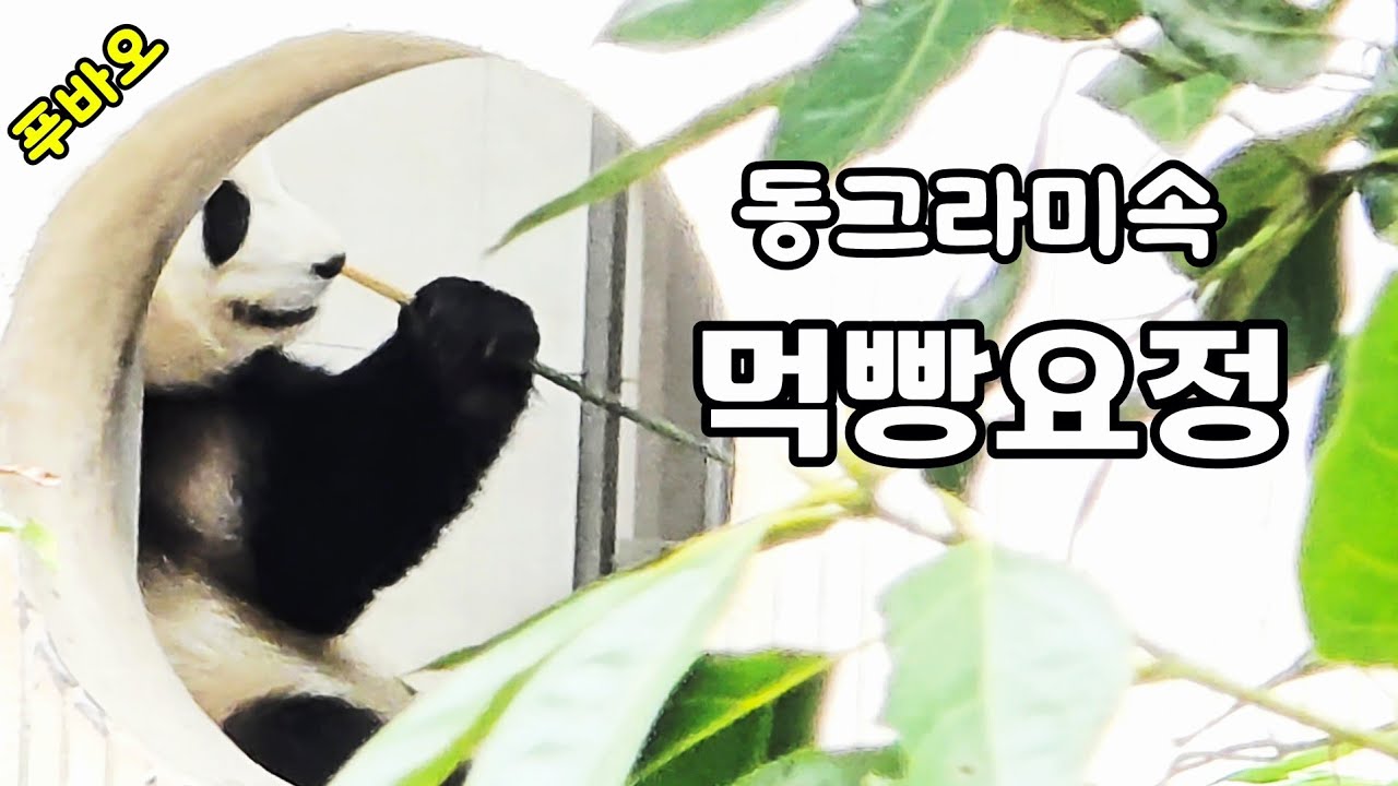 26.3.16 오전2 이웃집판다들과 짧고 강렬한 먹빵요정 푸바오♡