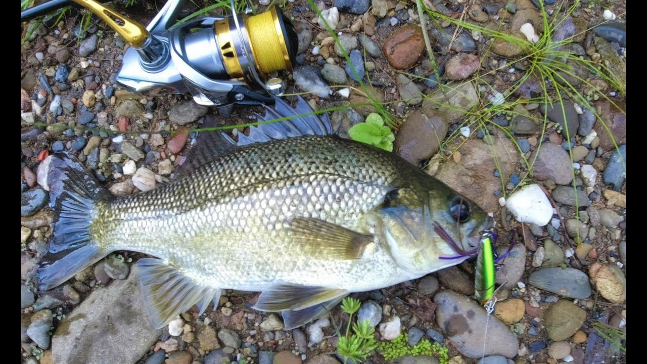 Australian Bass Fishing, Mid North Coast NSW, Imakatsu Alive Chatter.