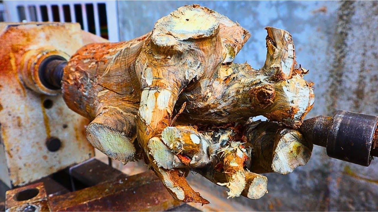 A tree stump = I should have predicted this.