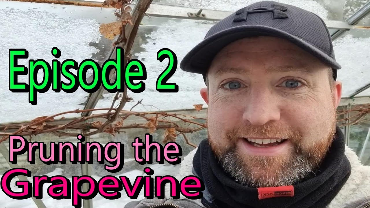 Episode2 - Winter pruning a Grapevine in the UK