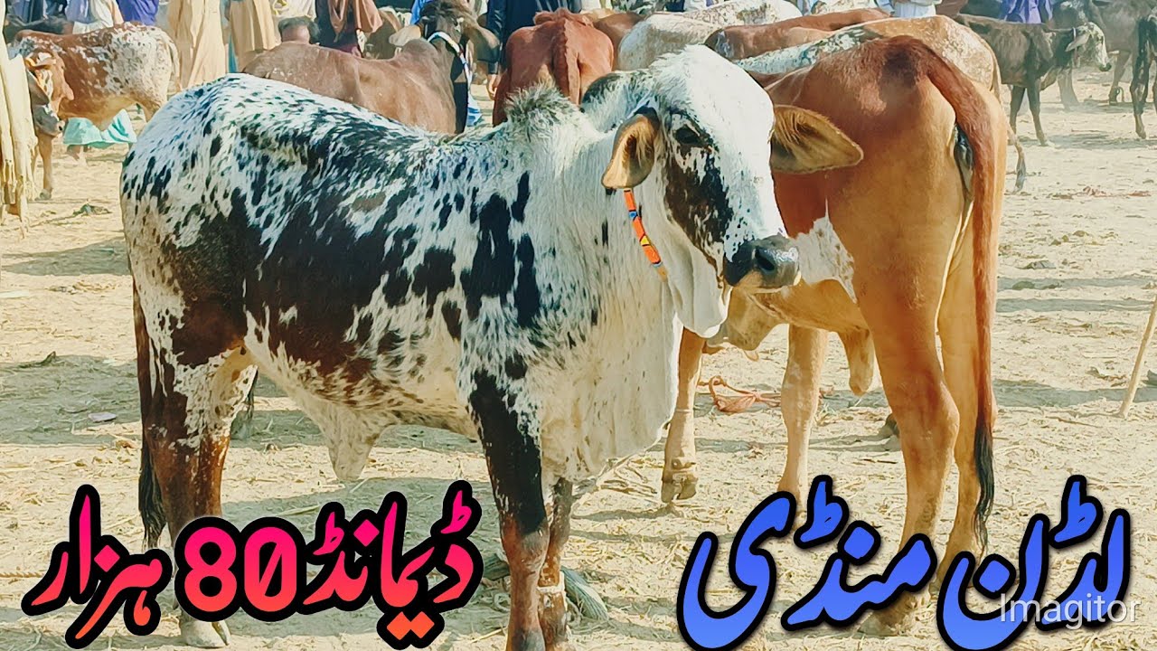 لڈن کی منڈی میں چولستانی اور ساہیوال بچھڑیوں کے فریش ریٹ ڈیمانڈ 80 ہزار سے سٹارٹ 
