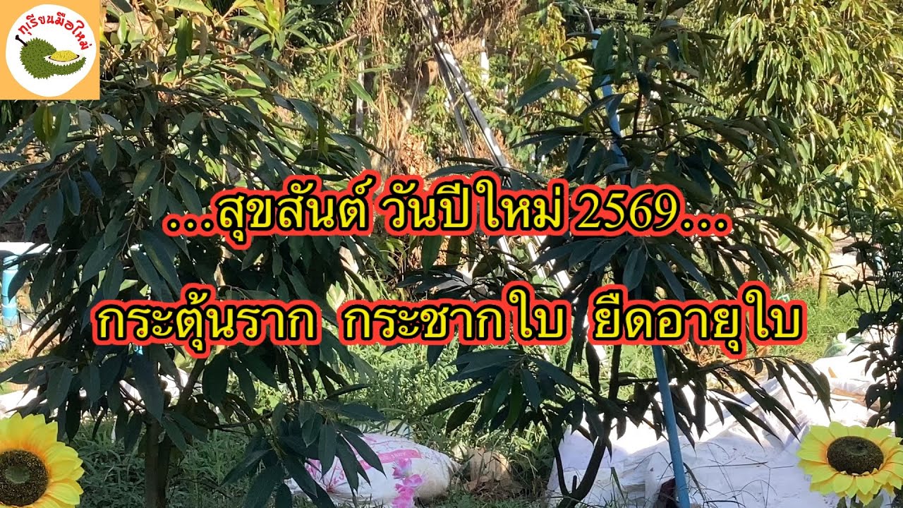 ทุเรียนมือใหม่  วิธีดึงใบ ให้รากเดินในทุเรียนเล็ก