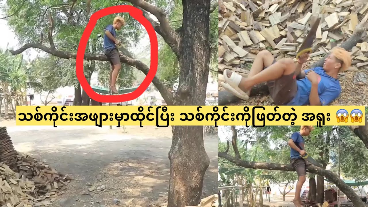 သစ်ကိုင်းအဖျားမှာထိုင်ပြီး သစ်ကိုင်းကိုဖြတ်တဲ့ အရူး 😱😱