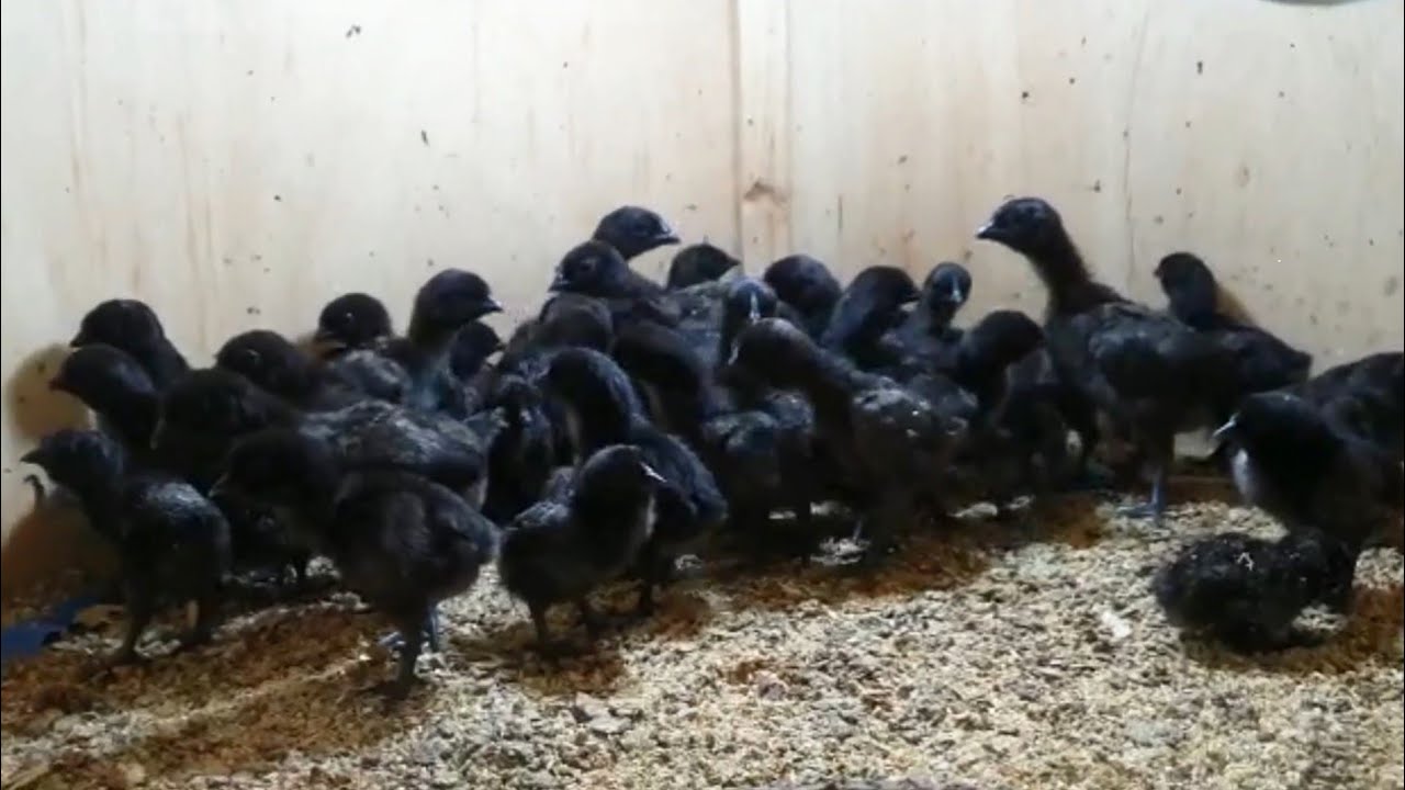 Ayam Cemani Chicken Breed in Karachi: Beauty in Darkness