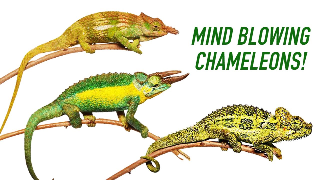 3 of the CRAZIEST Chameleon Species from Africa!