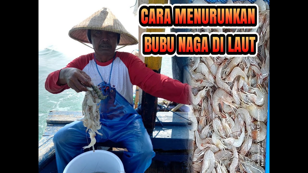 Cara Menurunkan Bubu Naga Di Laut Dengan Benar