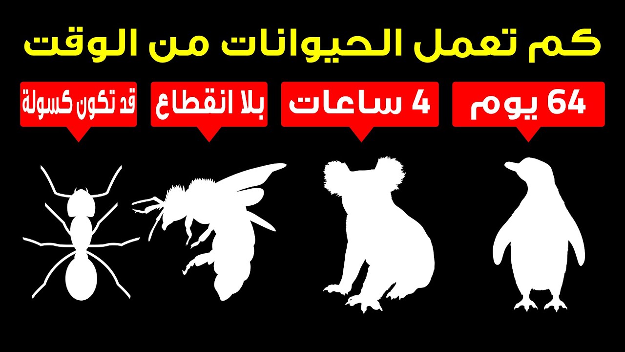 أي الحيوانات هي الأكثر هوساً بالعمل
