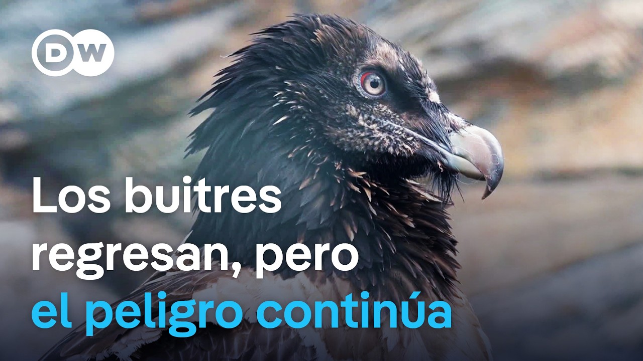 El difícil retorno de los buitres en Europa | DW Documental