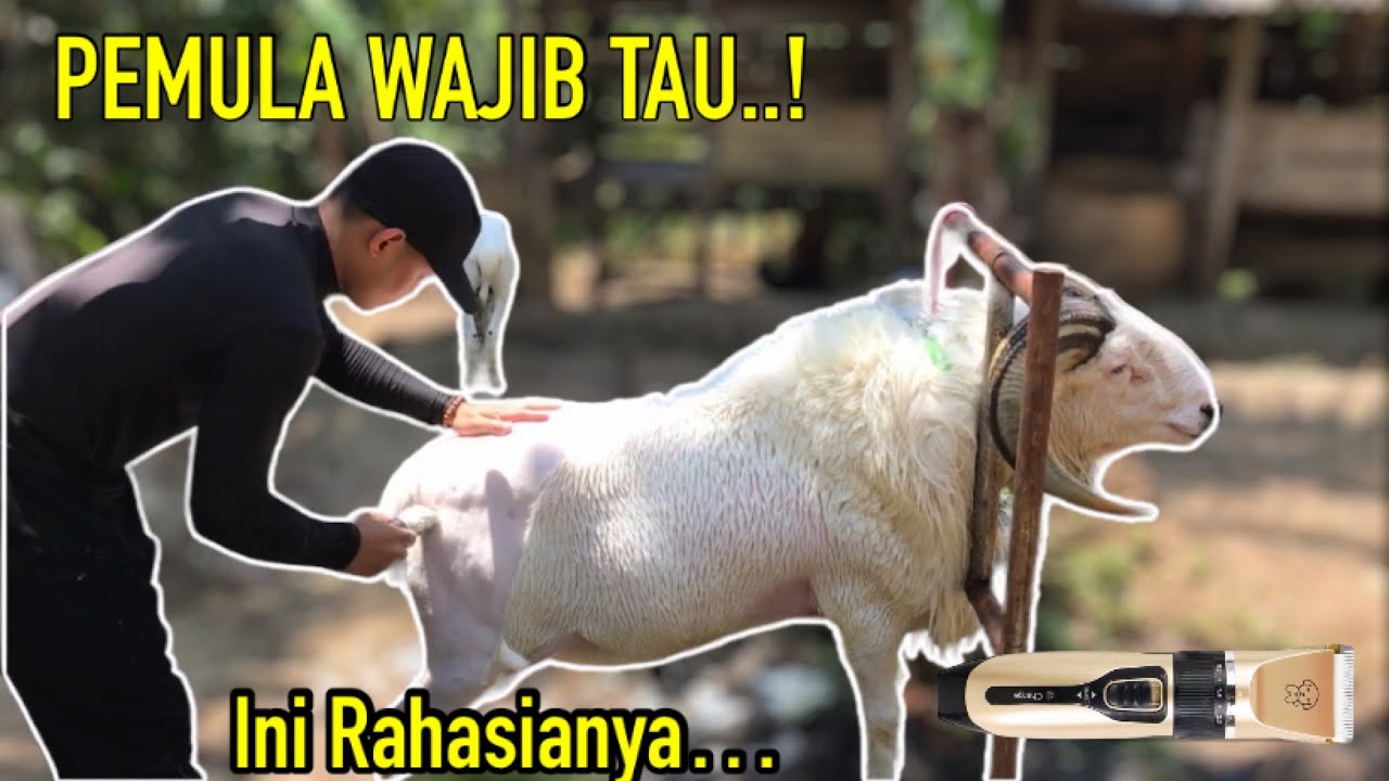 Cara Mencukur Bulu Domba Supaya Hasilnya Memuaskan-Berbagi Ilmu dan Pengalaman-Part 2