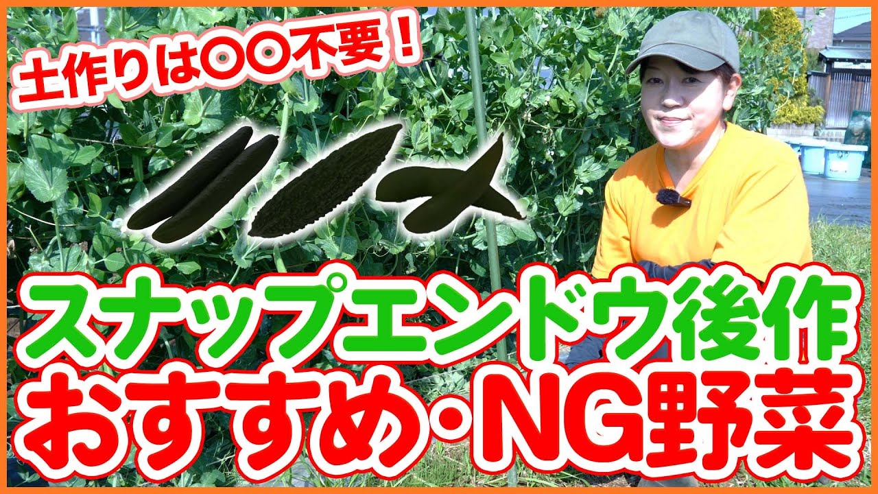 家庭菜園や農園のスナップエンドウ栽培で収穫が終わったら！後作におすすめ野菜とNG野菜や収穫後の育て方を徹底解説！【農園ライフ】