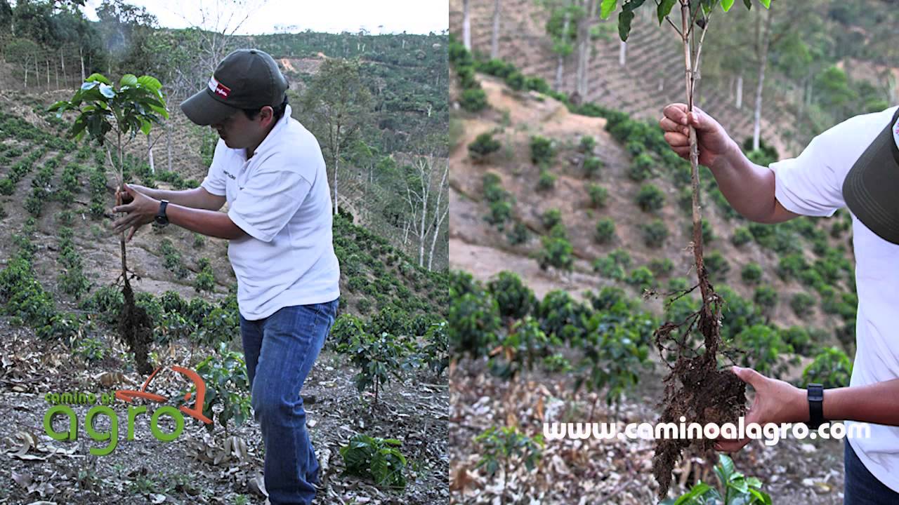 Como controlar la Palomilla de la raiz del cafeto