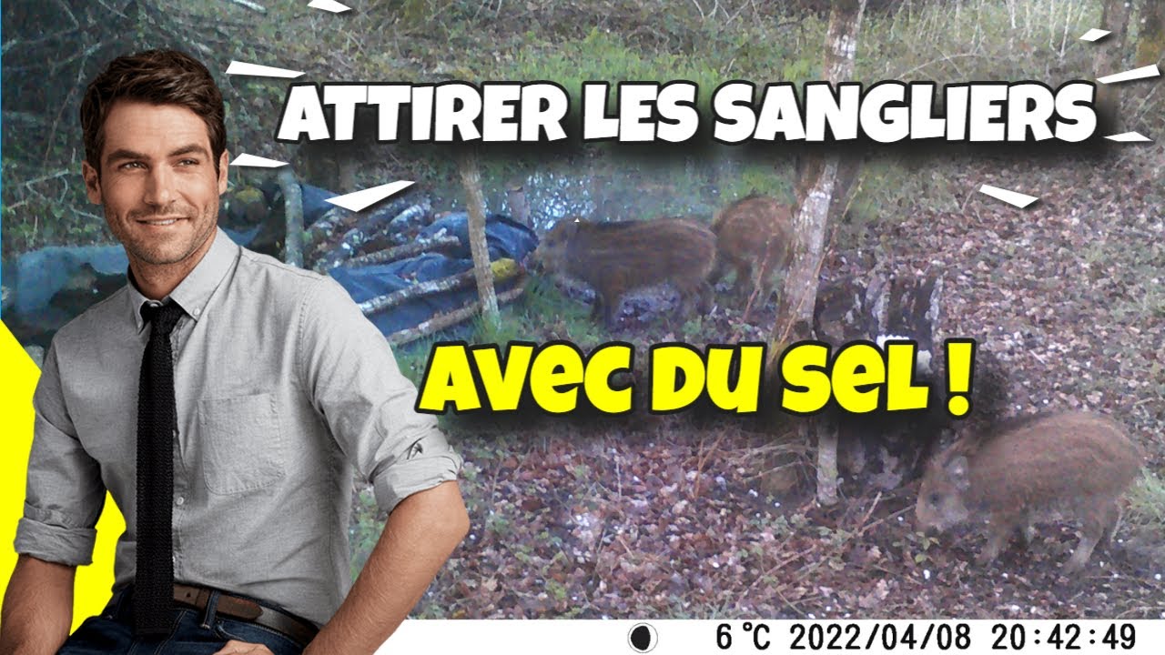 Du sel pour attirer les sangliers et les chevreuils ?