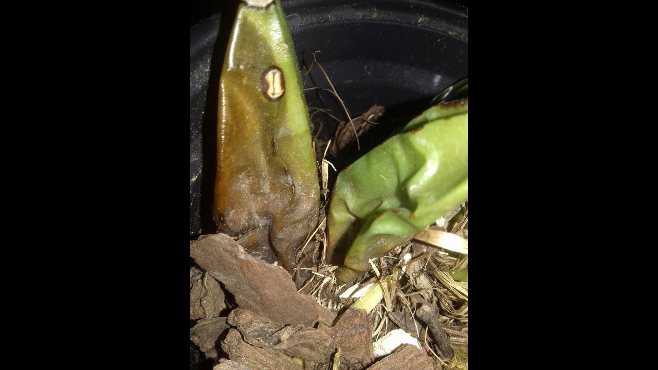 Lycaste aromática Intentando rescatarla! | Lycaste pt. 1